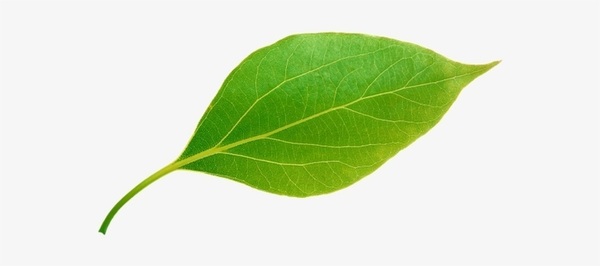 Circle leaf logo